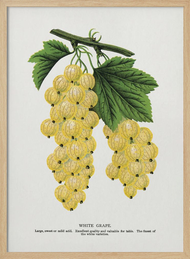 Witte druivenlithografie | Poster