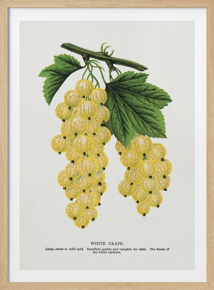 Witte druivenlithografie | Poster