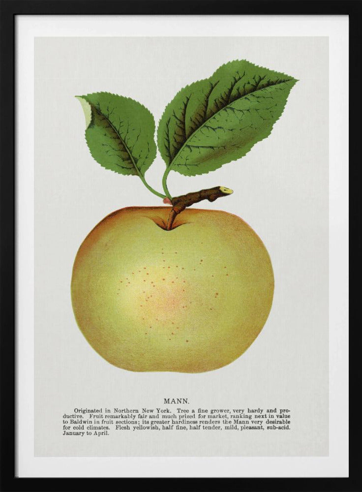 Mann Appellithografie | Poster