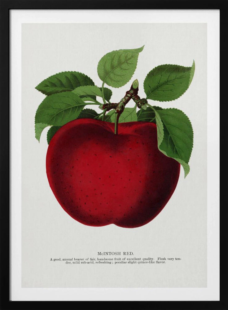 Mcintosh Red Apple Lithografie | Poster