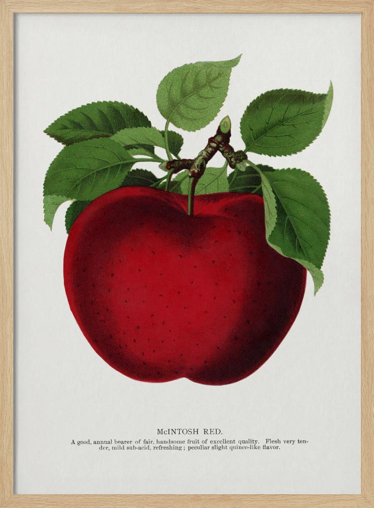 Mcintosh Red Apple Lithografie | Poster