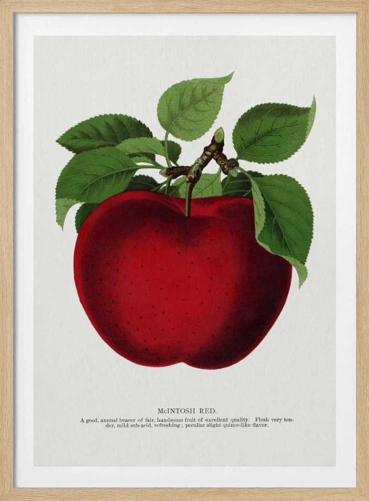 Mcintosh Red Apple Lithografie | Poster