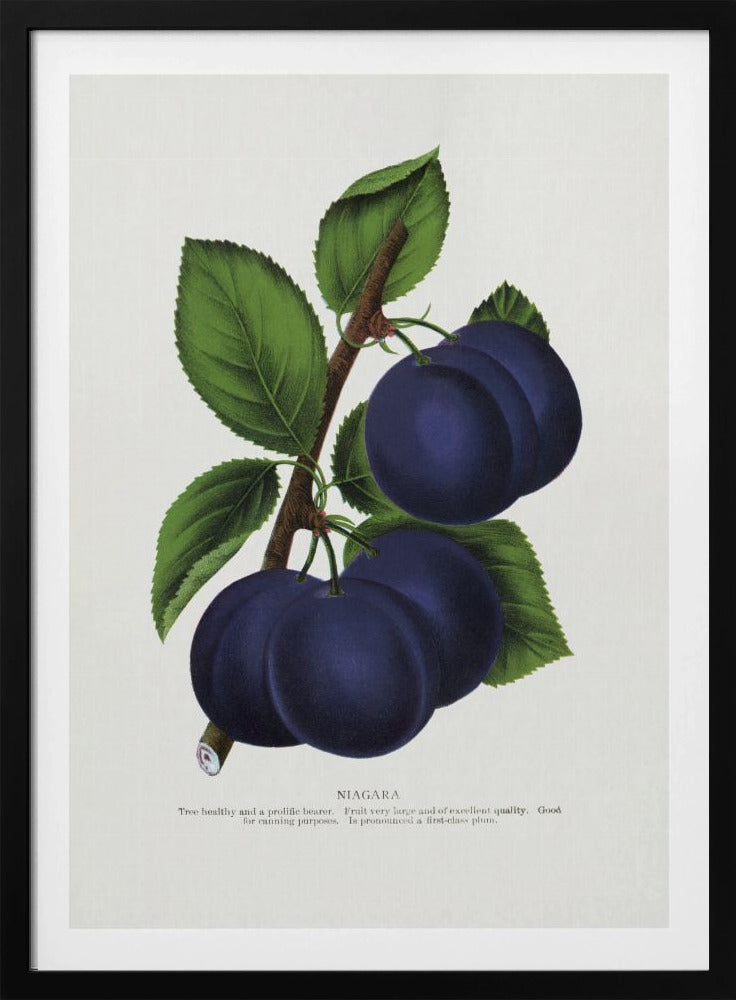 Niagara Plum Lithografie | Poster