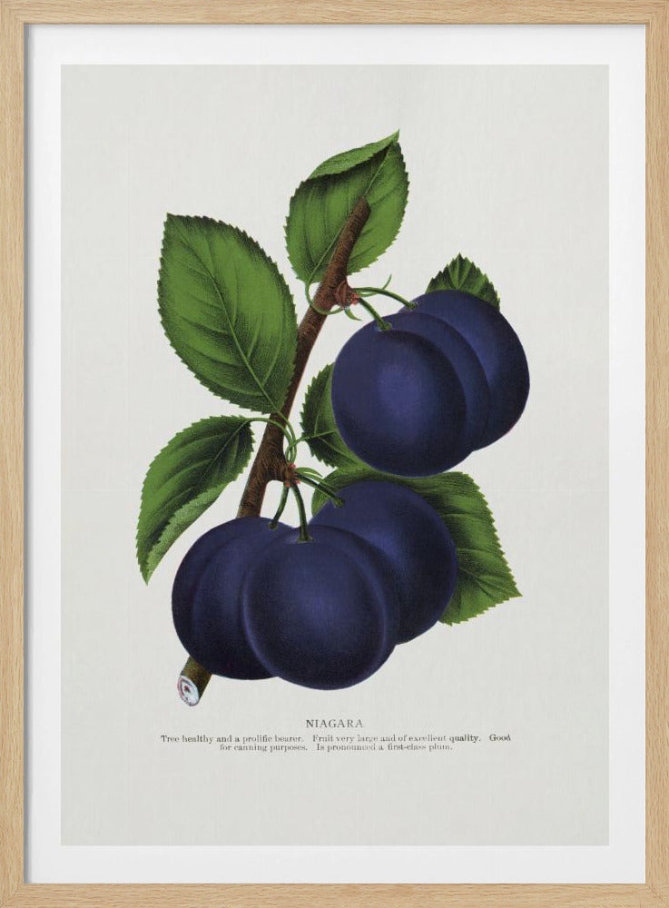 Niagara Plum Lithografie | Poster