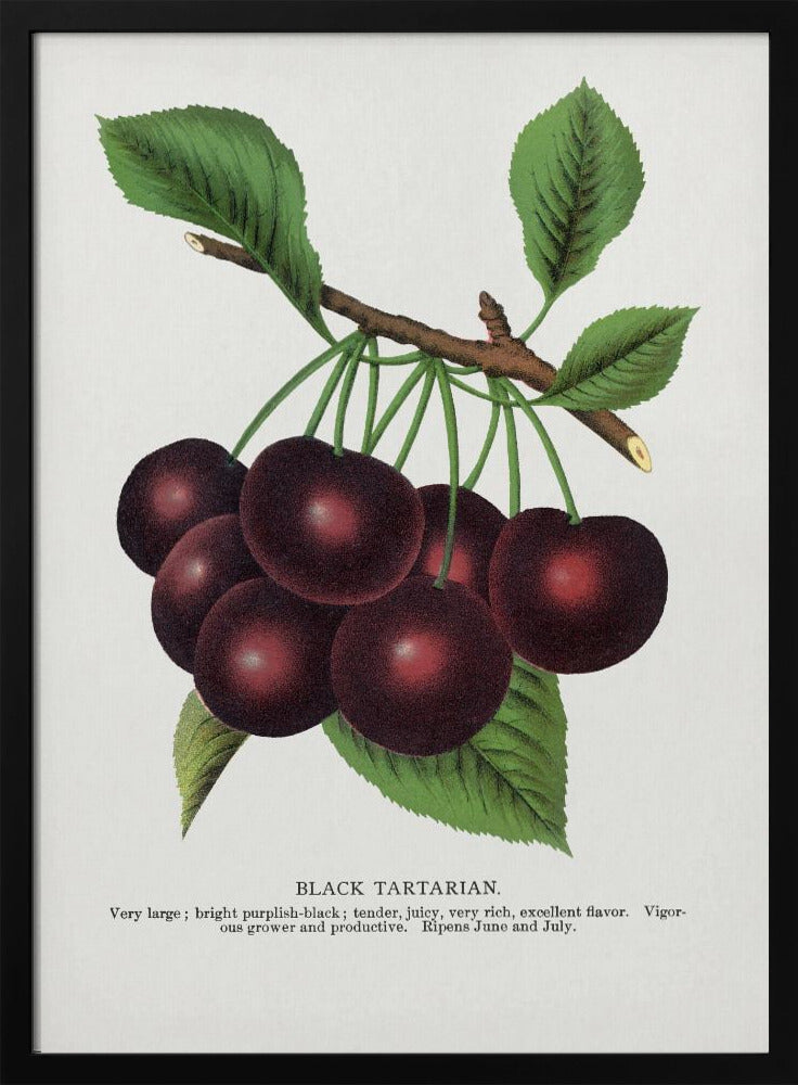 Lithografie van zwarte tartaarse kers | Poster