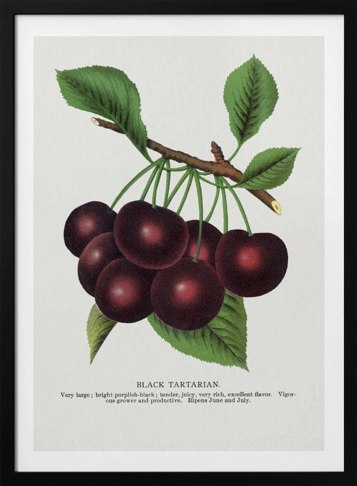 Lithografie van zwarte tartaarse kers | Poster