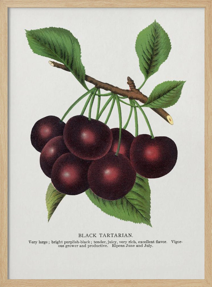Lithografie van zwarte tartaarse kers | Poster