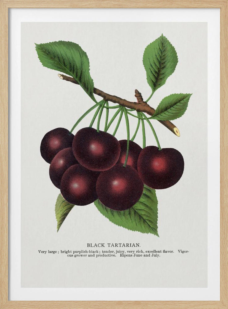 Lithografie van zwarte tartaarse kers | Poster