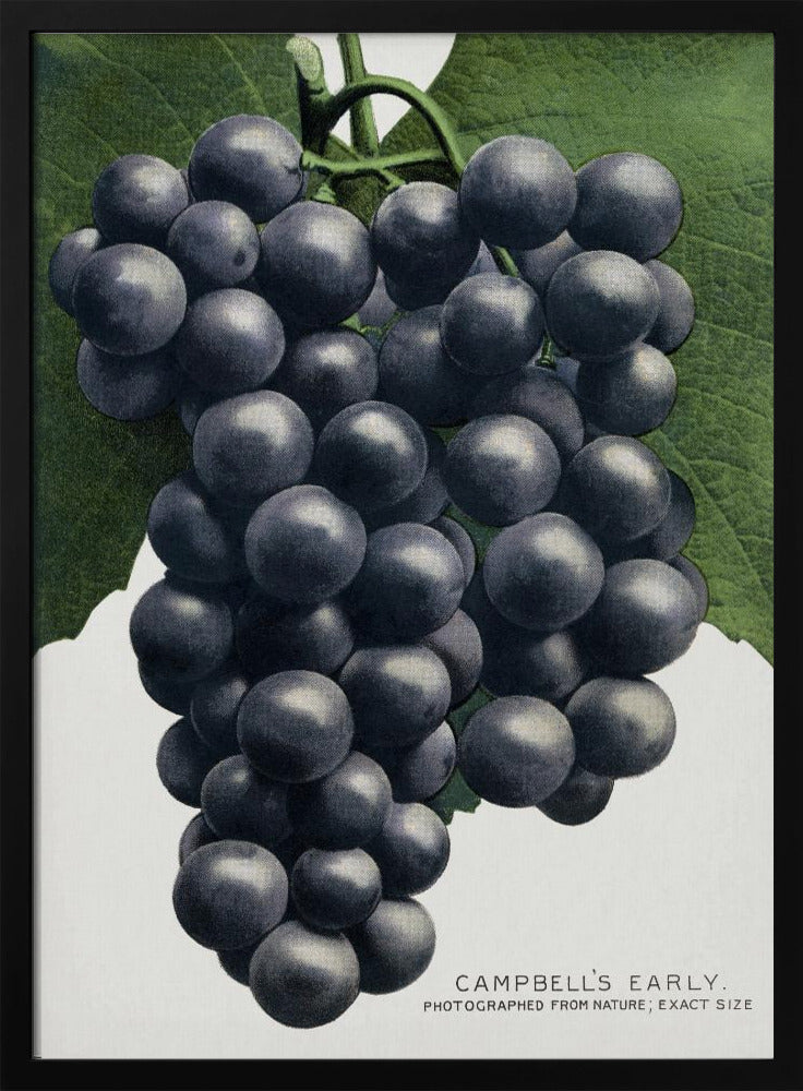 Campbell's vroege druivenlithografie | Poster