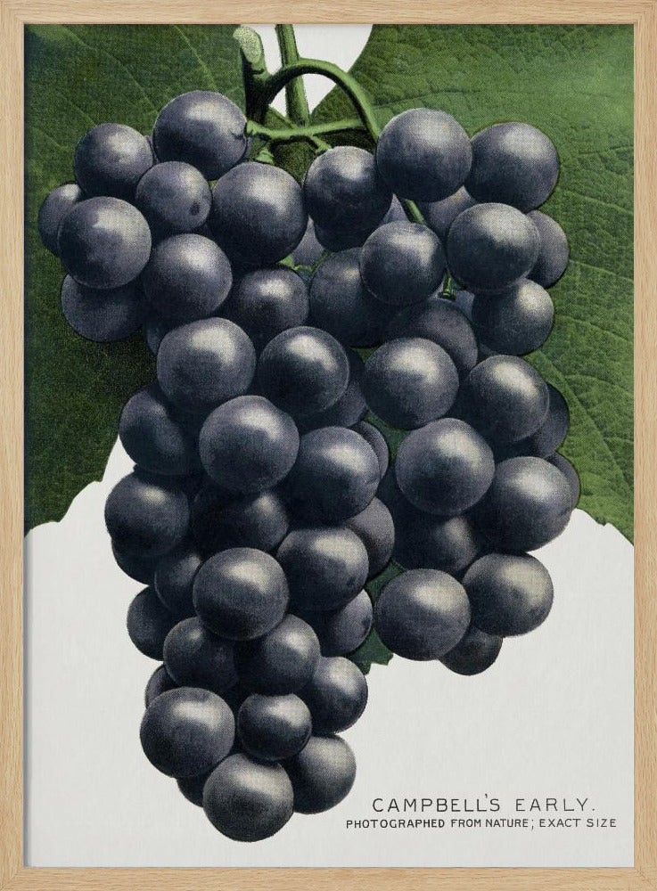 Campbell's vroege druivenlithografie | Poster