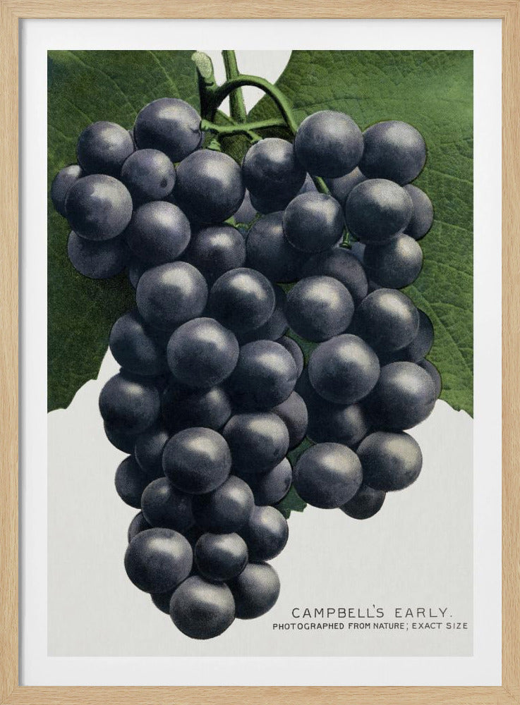 Campbell's vroege druivenlithografie | Poster