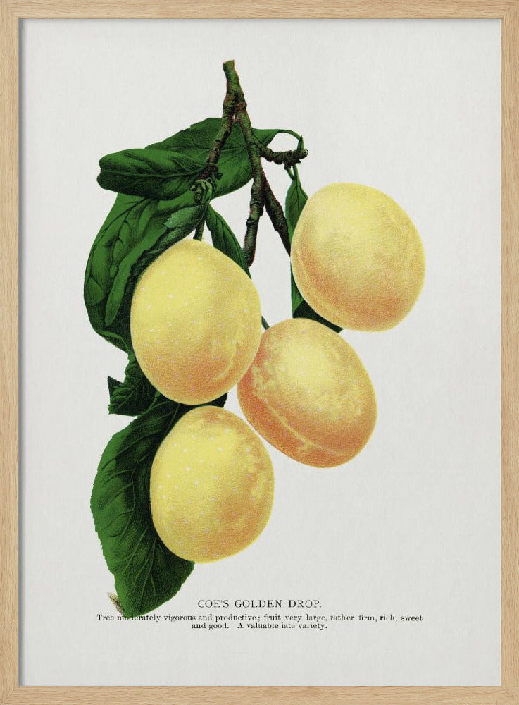 Coe's Golden Drop Plum Lithografie | Poster