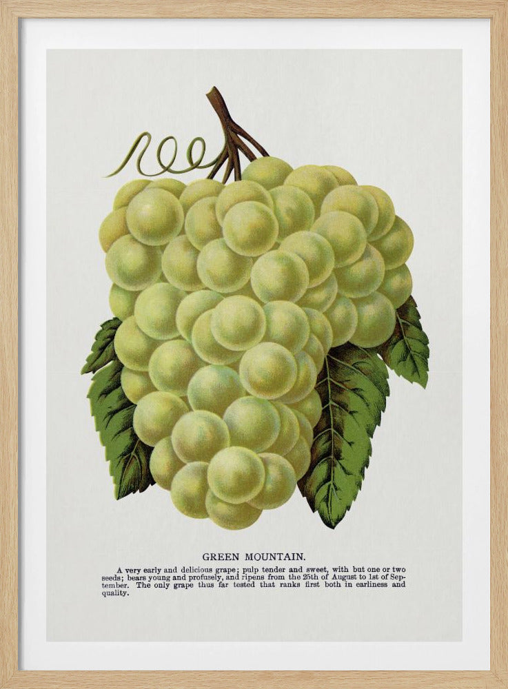 Groene bergdruiflithografie | Poster
