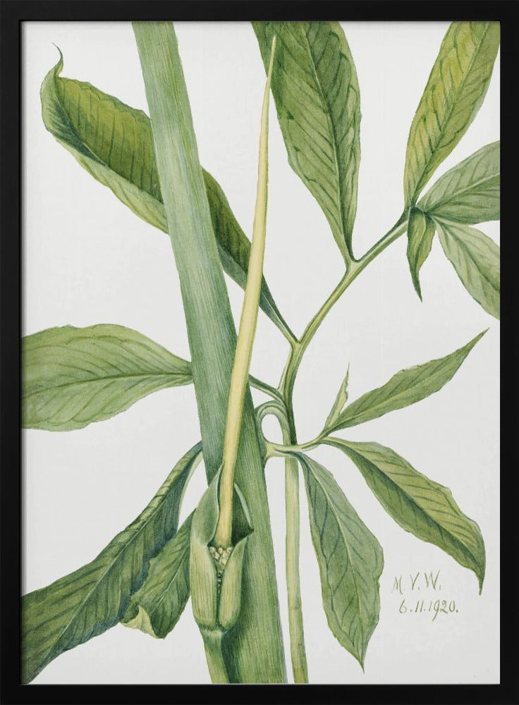 Groene Draak (1920) | Poster