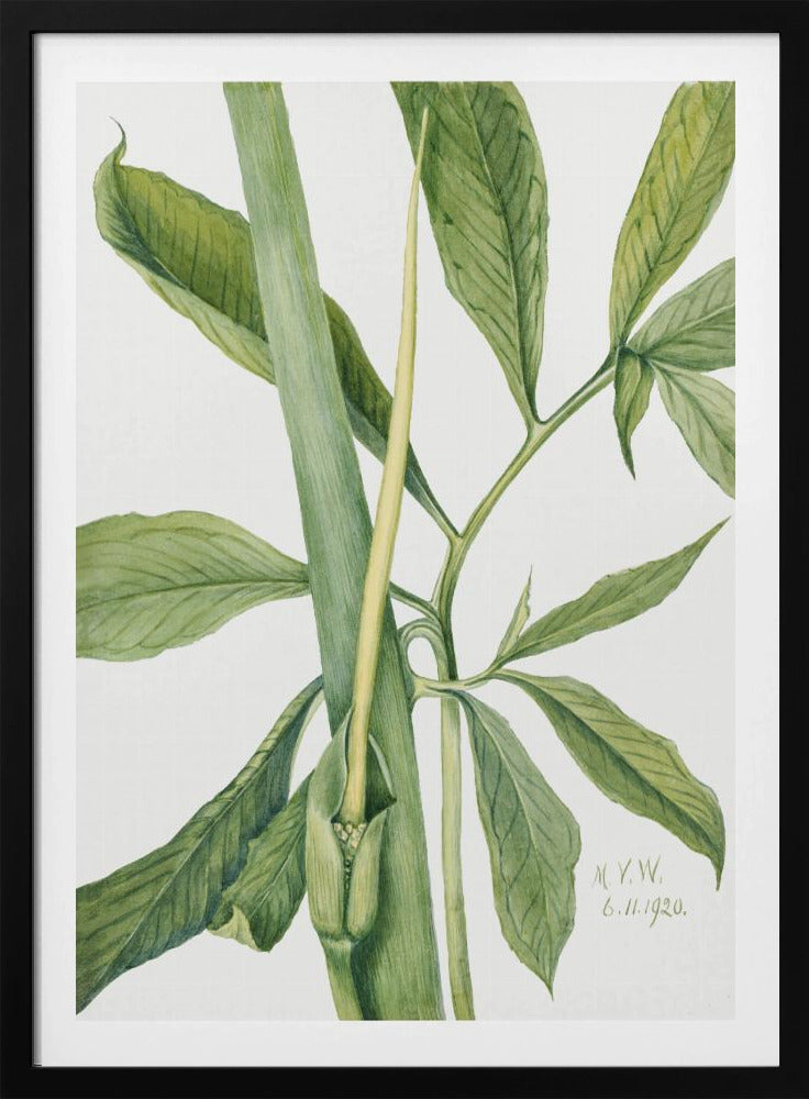 Groene Draak (1920) | Poster