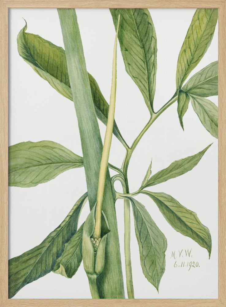 Groene Draak (1920) | Poster