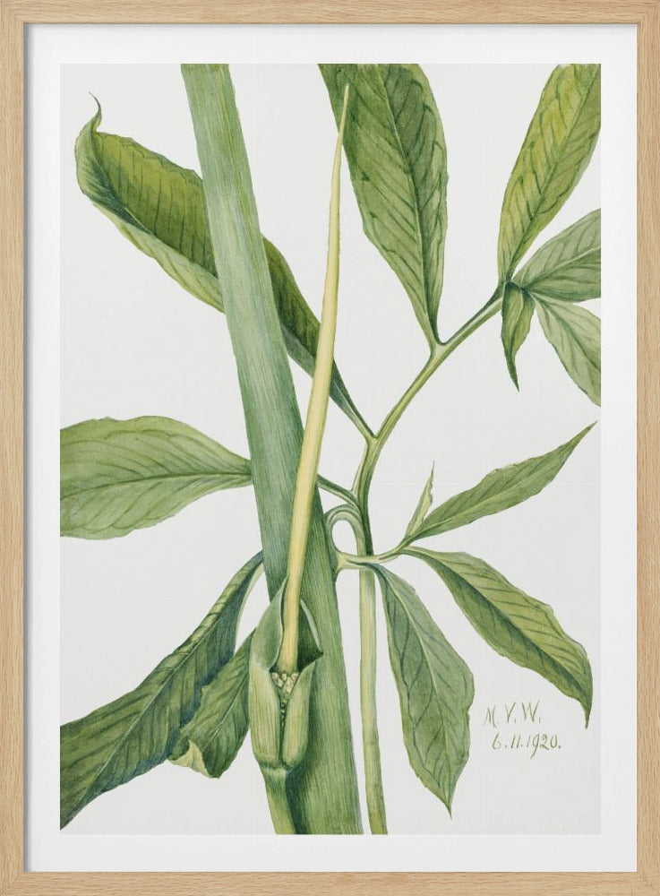 Groene Draak (1920) | Poster