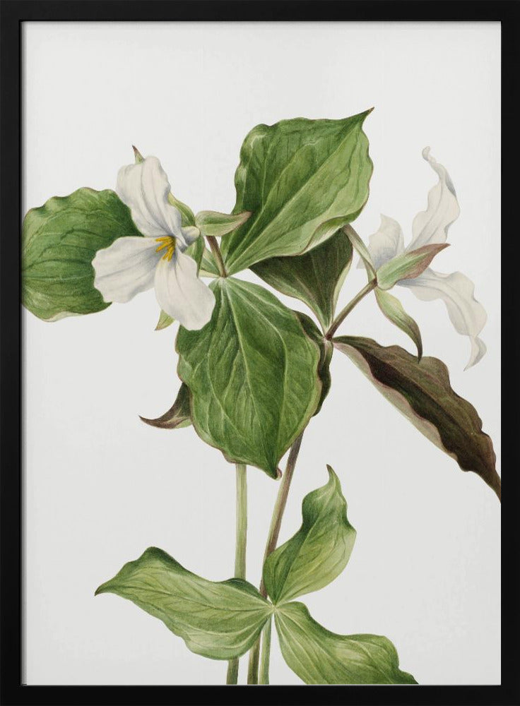 Grote witte trillium | Poster