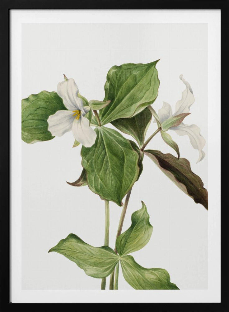 Grote witte trillium | Poster