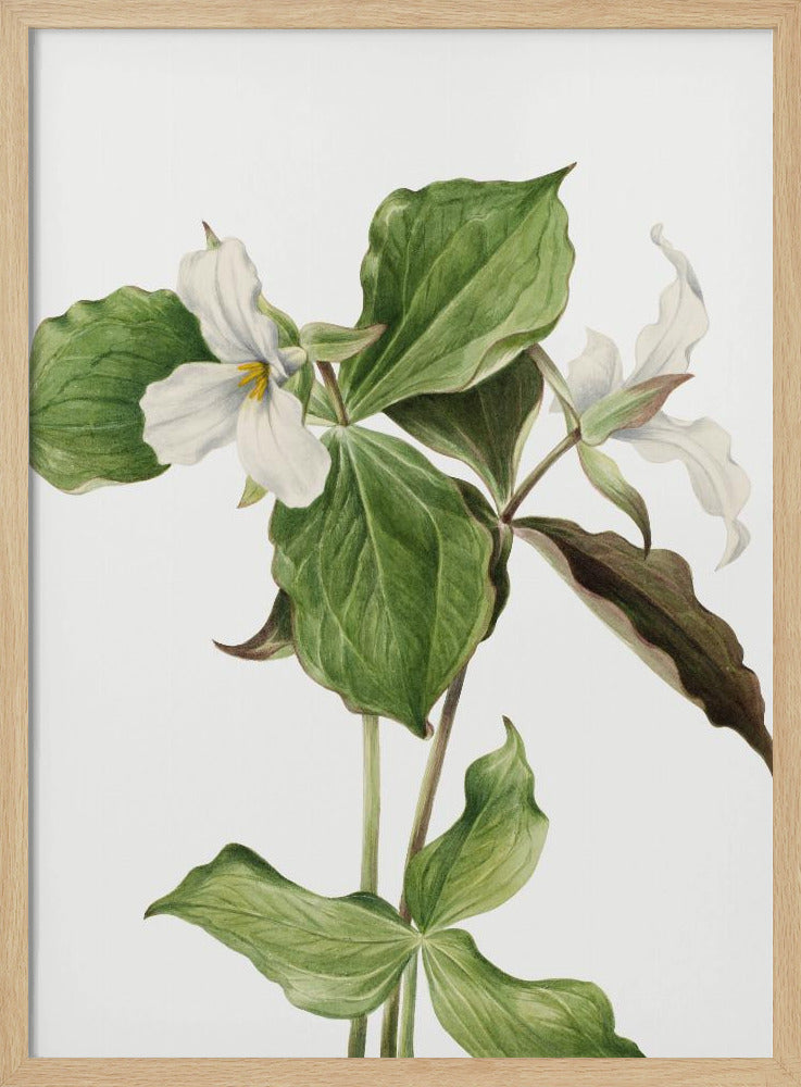 Grote witte trillium | Poster