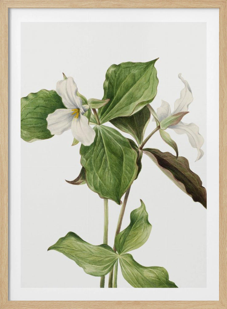 Grote witte trillium | Poster