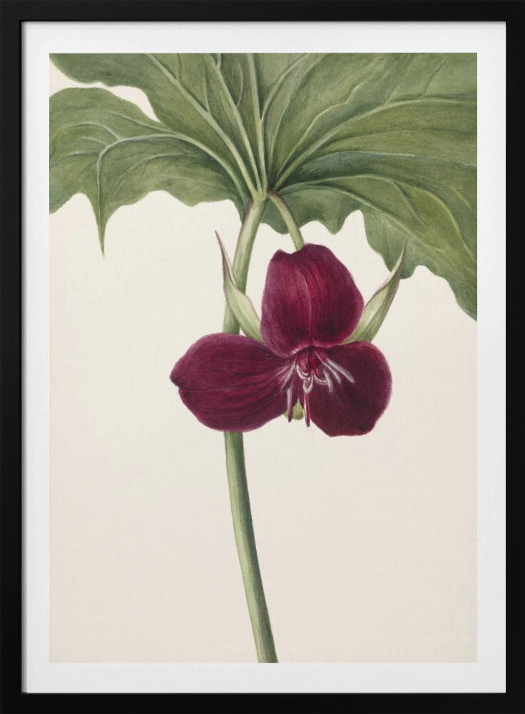 Zoete Trillium | Poster