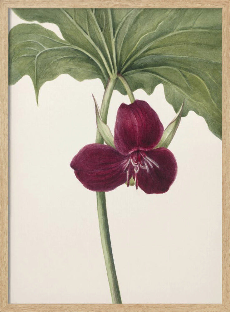 Zoete Trillium | Poster
