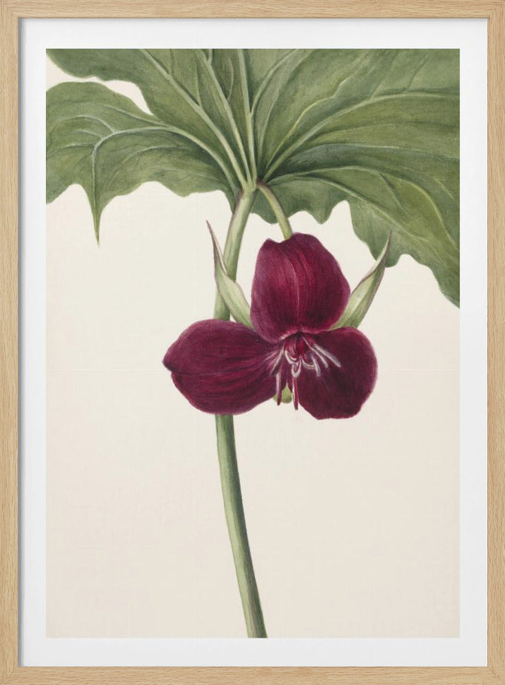 Zoete Trillium | Poster