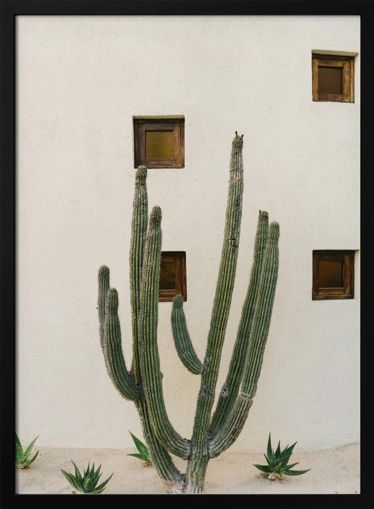 Cabo Cactus IX | Poster