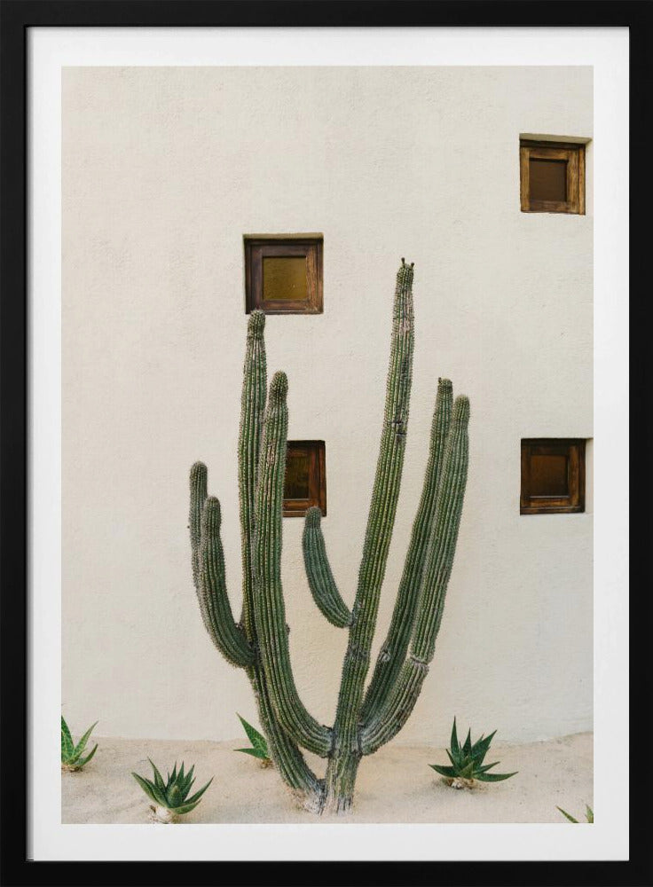 Cabo Cactus IX | Poster