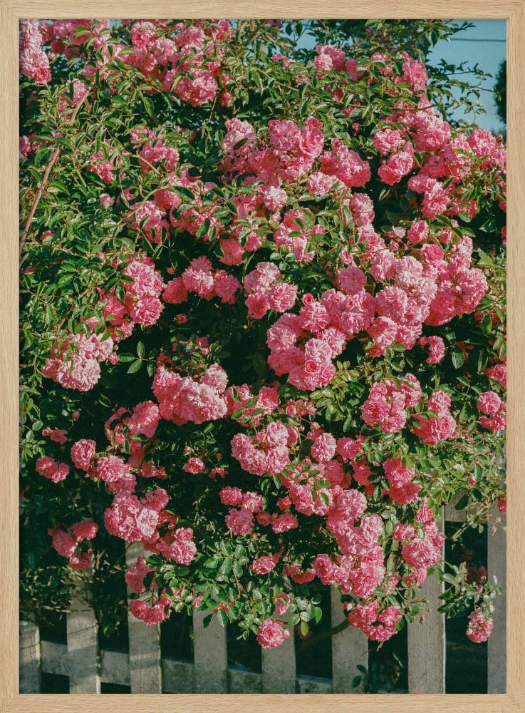 Bloeiende Cannon Beach | Poster