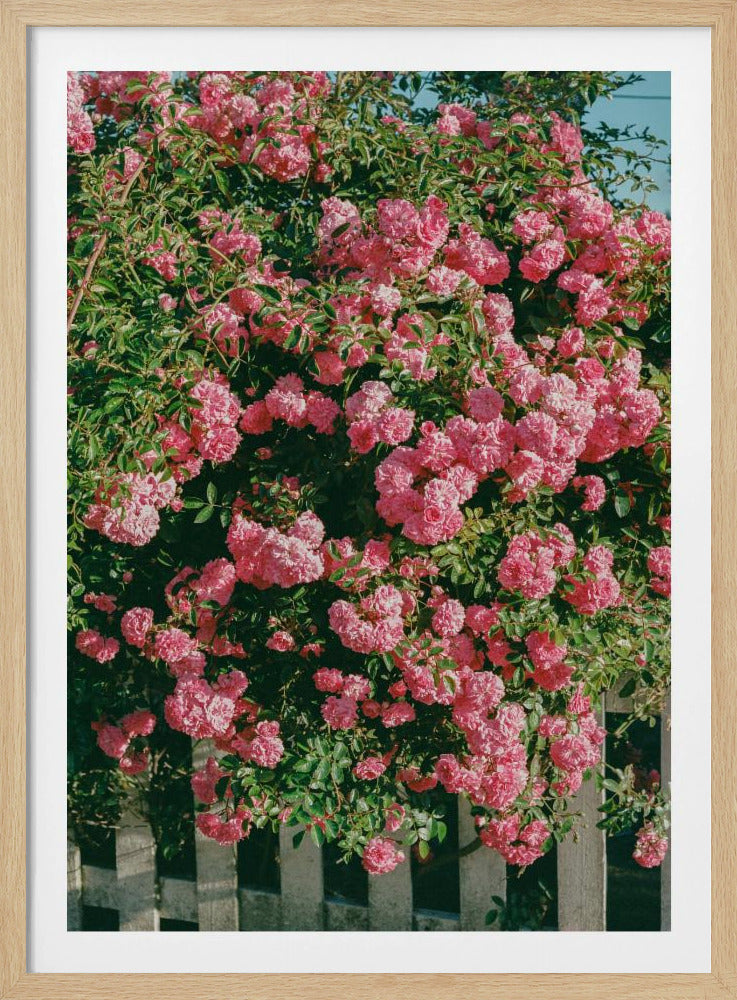 Bloeiende Cannon Beach | Poster