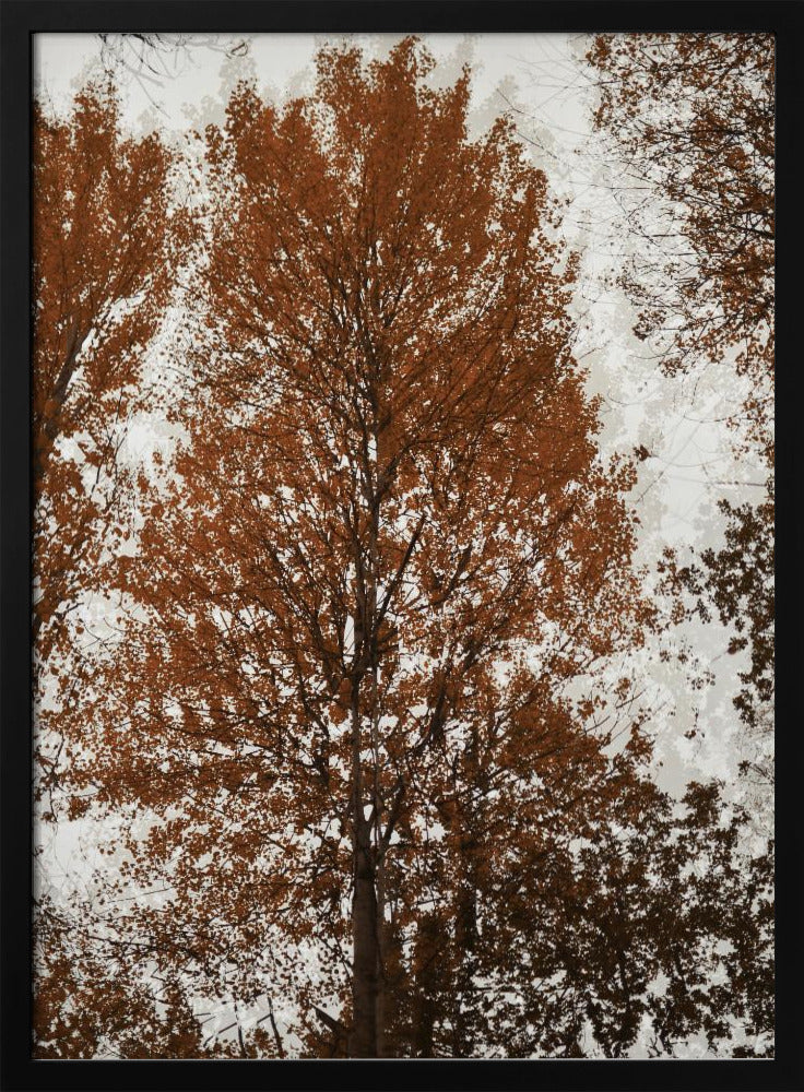 Aspen | Poster