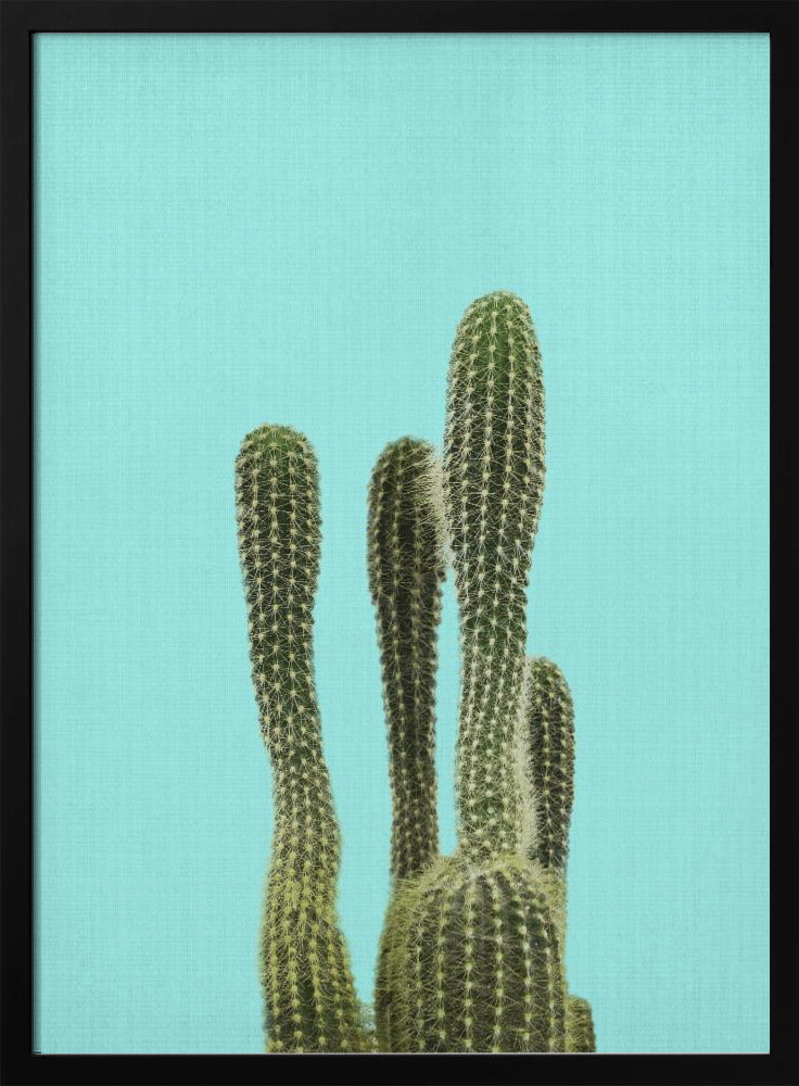 Turkooizen Cactus | Poster