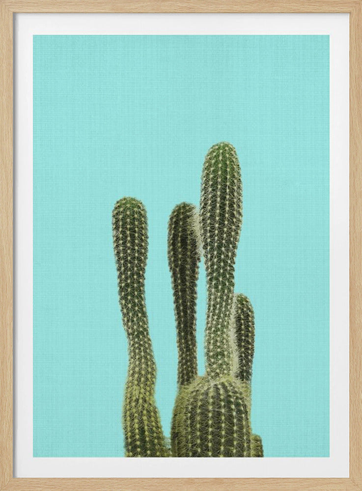 Turkooizen Cactus | Poster