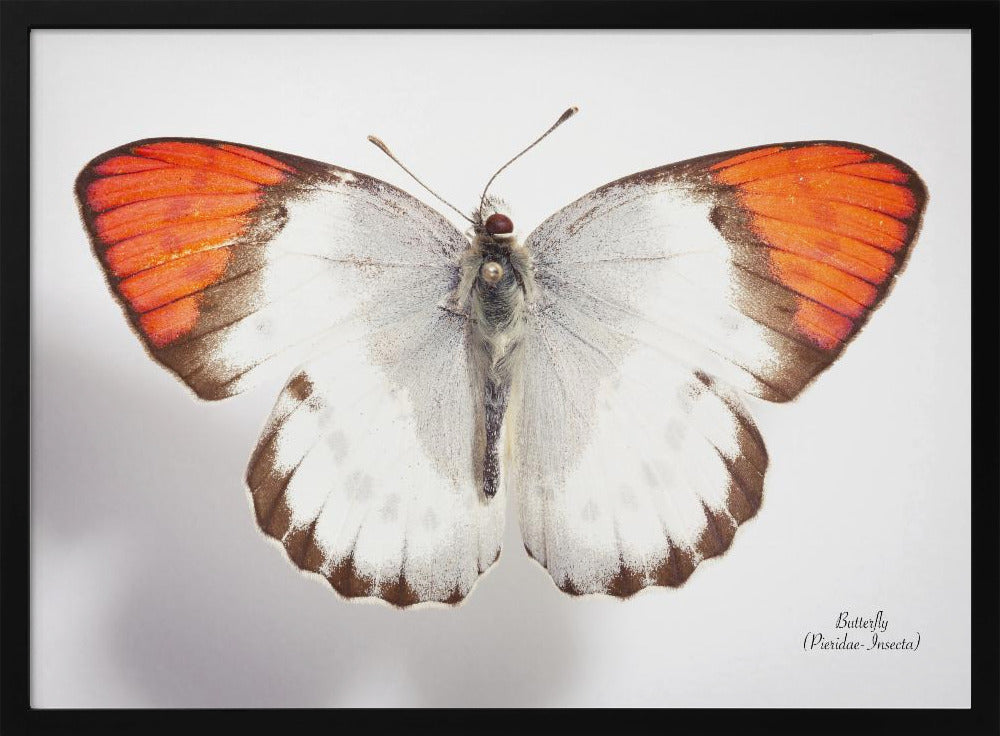 Butterfly - 3 | Poster
