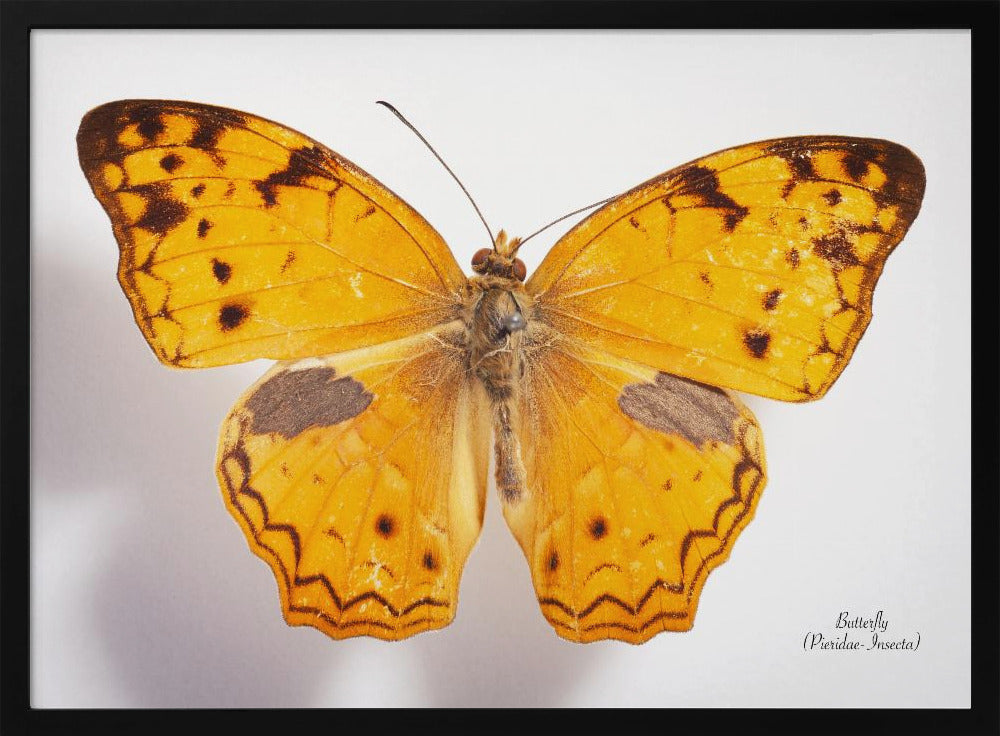 Butterfly - 10 | Poster