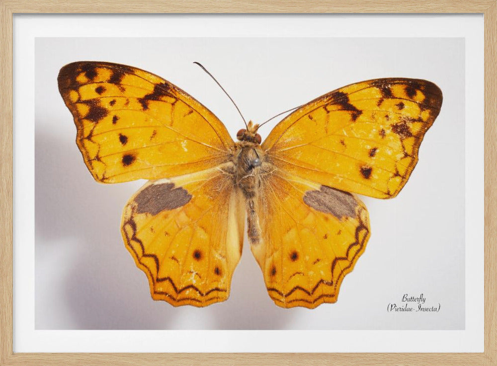 Butterfly - 10 | Poster