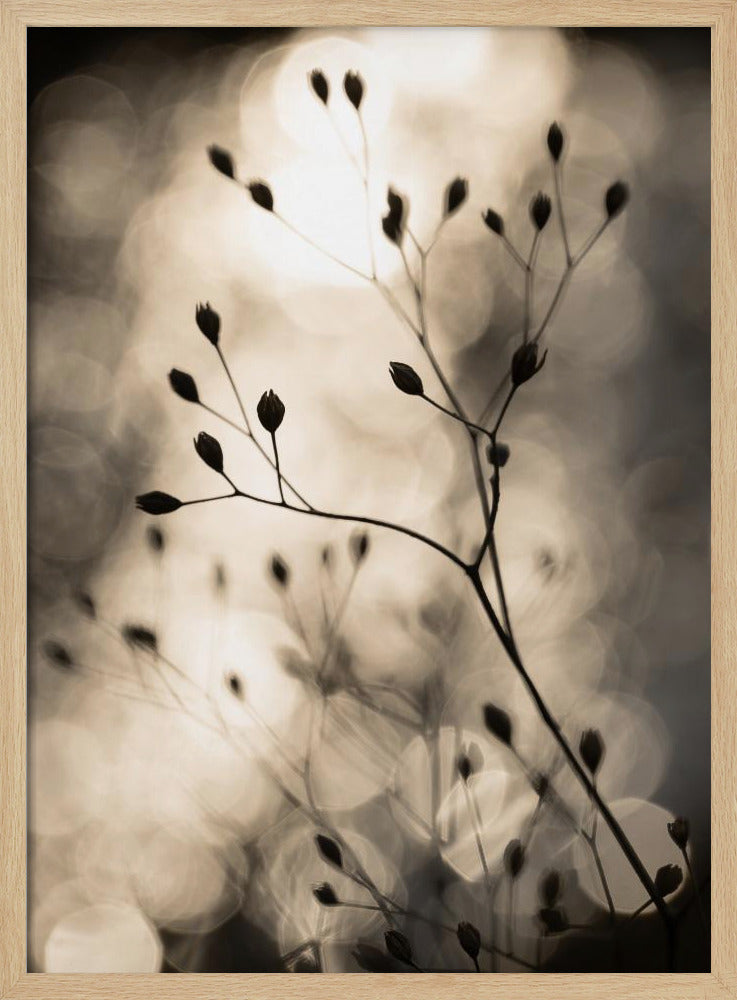 Zonnesilhouetten 1 | Poster