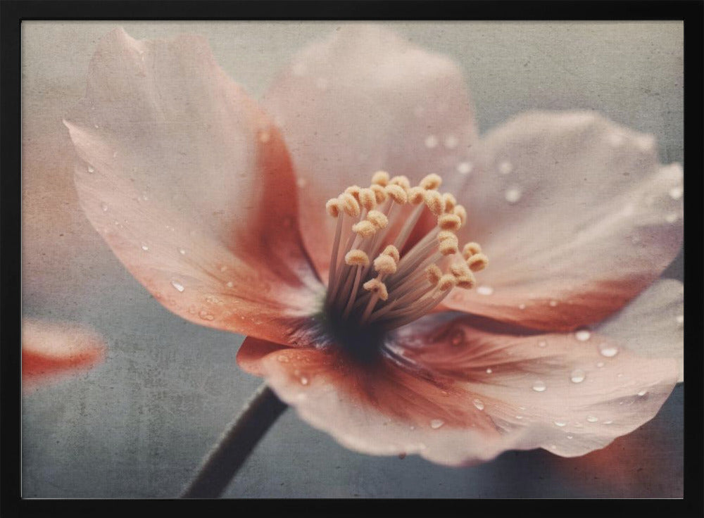 Petals of Serenity | Poster