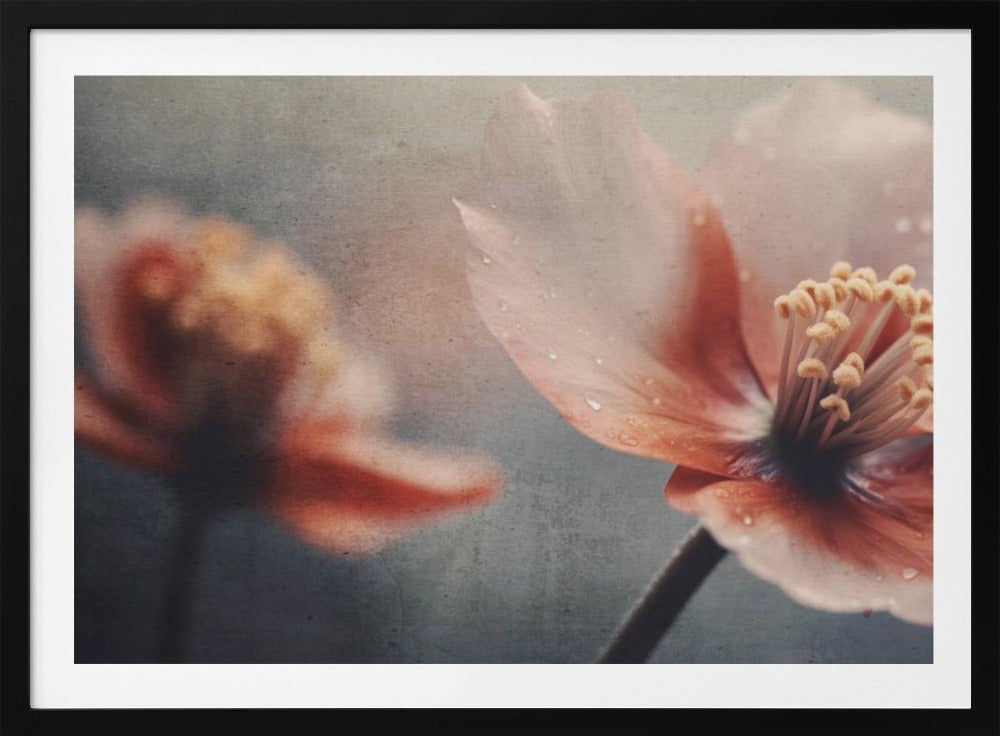 Petals of Serenity | Poster