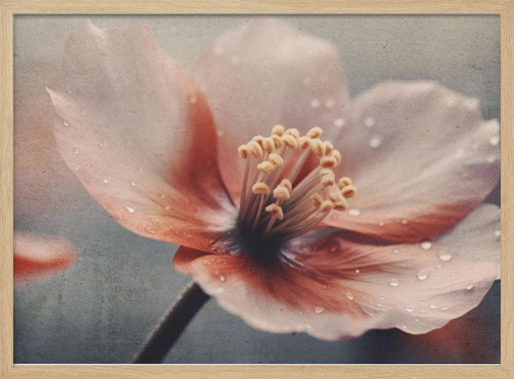 Petals of Serenity | Poster