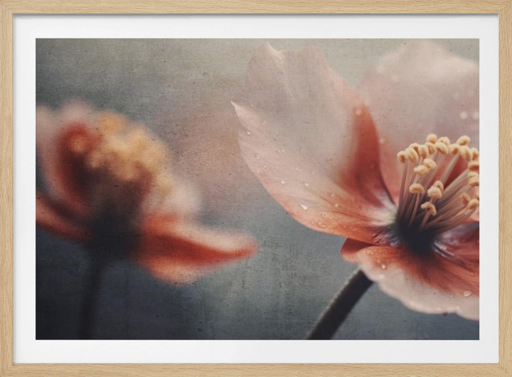 Petals of Serenity | Poster