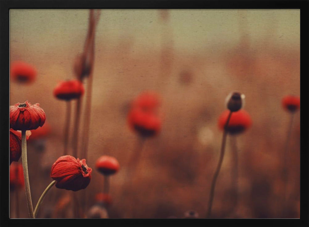 Poppy Dreams | Poster