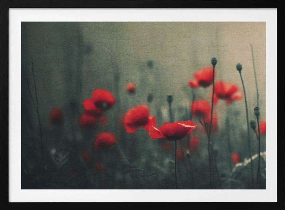 Klaprozen in de mist | Poster