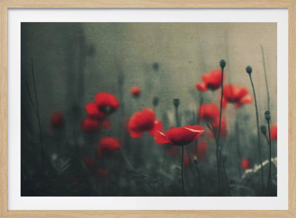 Klaprozen in de mist | Poster