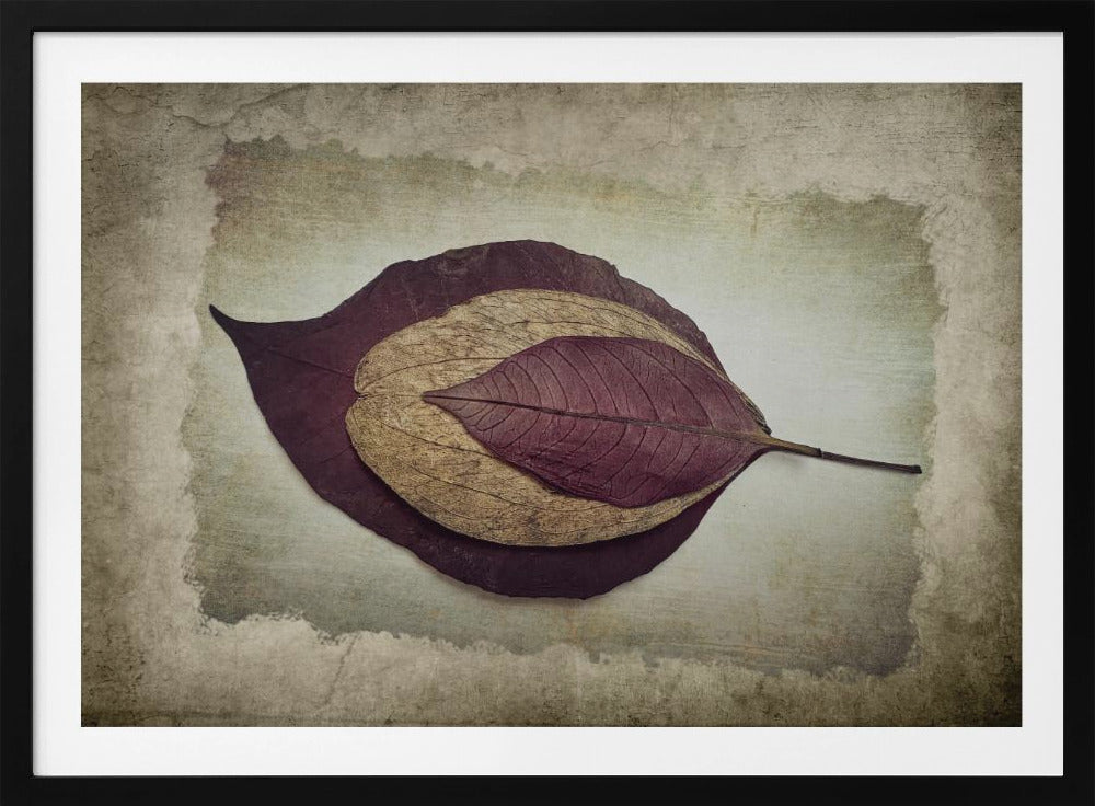 The Story of Nature | Poster