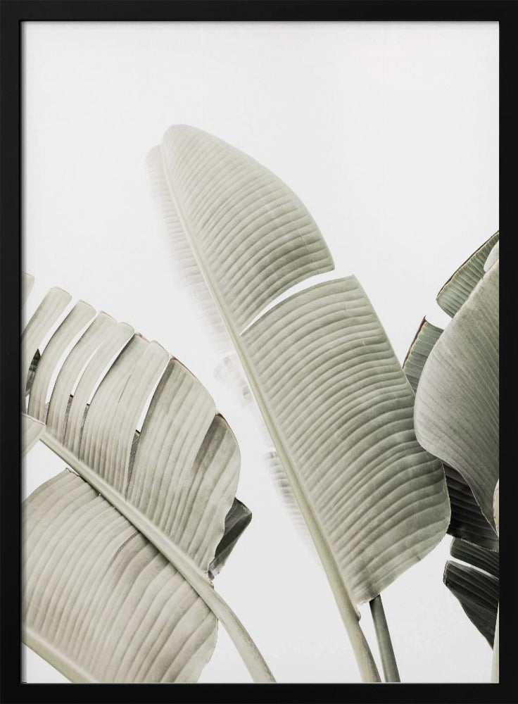 Bananenblad 1 | Poster
