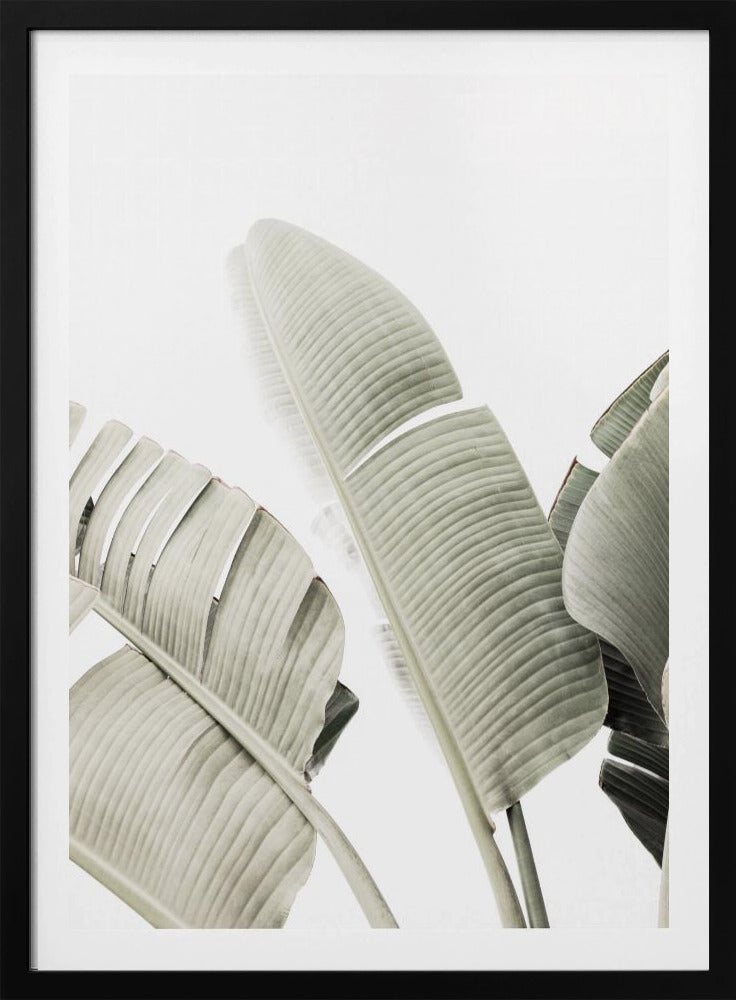 Bananenblad 1 | Poster