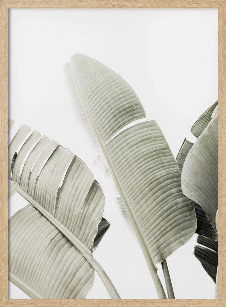 Bananenblad 1 | Poster
